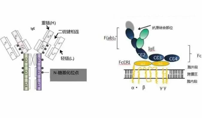 南宫NG28助力 | 济民可信lgE抗体药物JYB1904获批临床.jpg