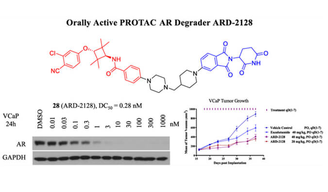ARD-2128是一种PROTAC AR降解剂，拥有杰出的血浆和微粒体不变性，本钻研中体表不变性和PK钻研通过南宫NG28进行
