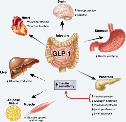 GLP-1的多沉生理职能.jpg