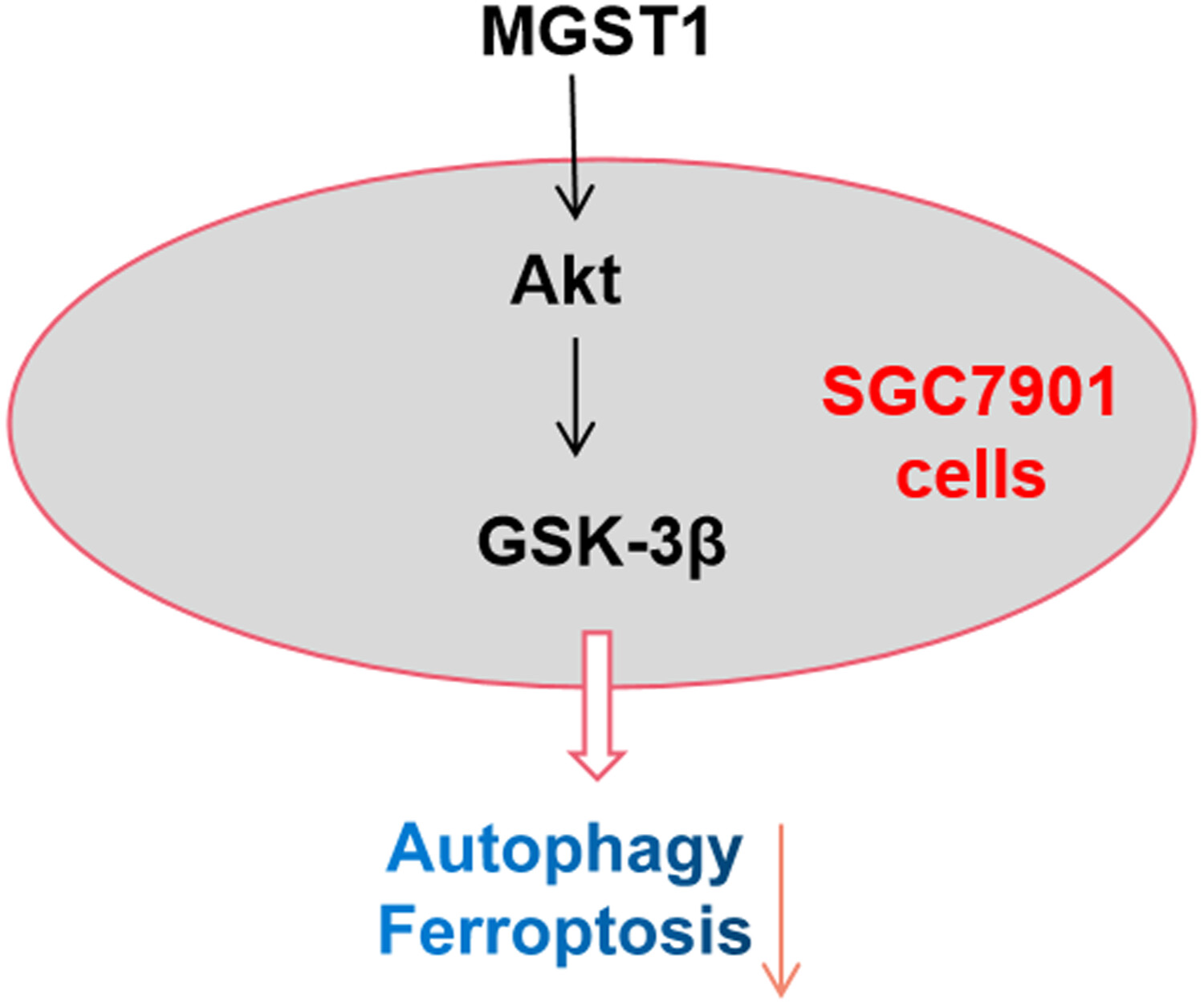 MGST1过表白通过激活Akt/GSK-3β信号通路诱导胃癌细胞增殖，本钻研中MGST1过表白等体表尝试通过南宫NG28进行