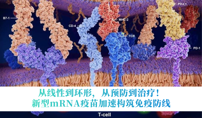 从线性到环形，从预防到医治！新型mRNA疫苗加快构筑免疫防线